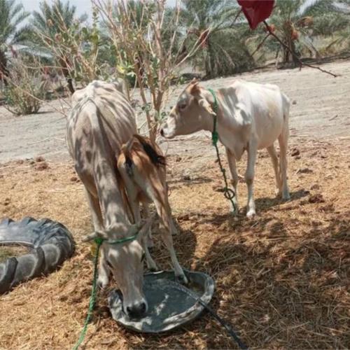 خانه و  آشپزخانه - حیوانات - پستانداران
