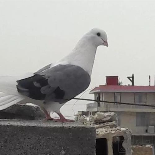 خانه و  آشپزخانه - حیوانات - پرندگان