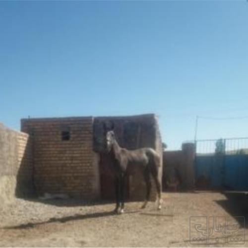 خانه و  آشپزخانه - حیوانات - پستانداران