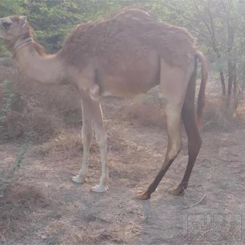 خانه و  آشپزخانه - حیوانات - پستانداران