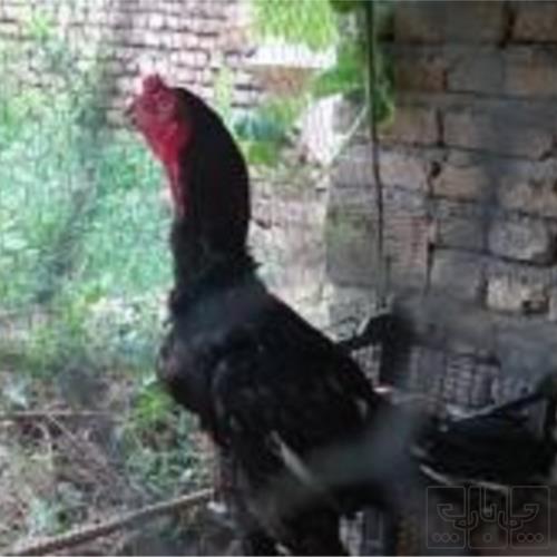 خانه و  آشپزخانه - حیوانات - پرندگان