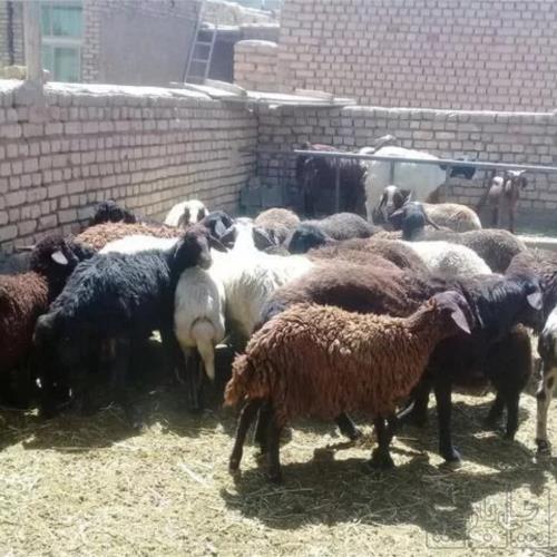 خانه و  آشپزخانه - حیوانات - پستانداران