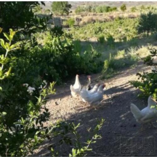 خانه و  آشپزخانه - حیوانات - پرندگان