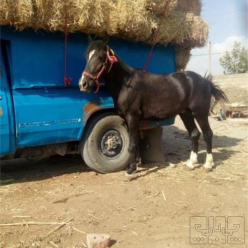 خانه و  آشپزخانه - حیوانات - پستانداران