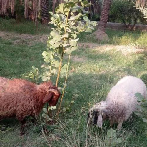 خانه و  آشپزخانه - حیوانات - پستانداران