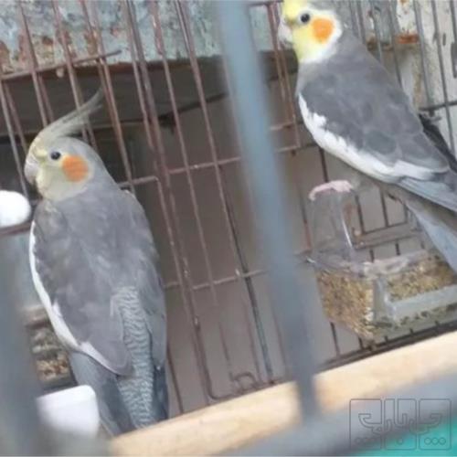 خانه و  آشپزخانه - حیوانات - پرندگان