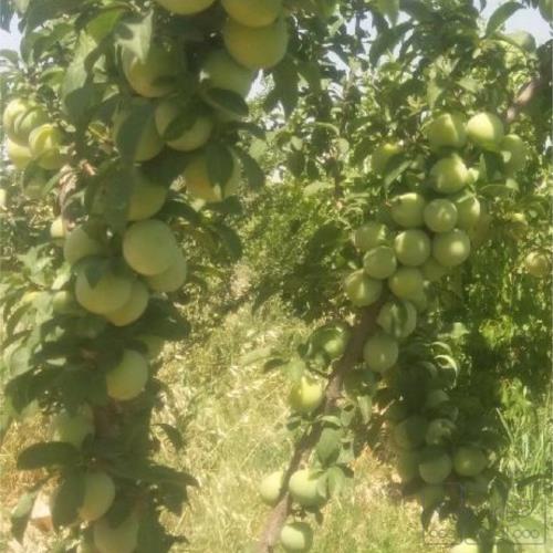 باغ و باغچه - انتقال مالکیت قطعی - قولنامه ای