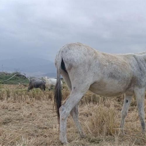 خانه و  آشپزخانه - حیوانات - پستانداران