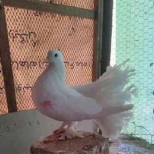 خانه و  آشپزخانه - حیوانات - پرندگان