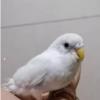 خانه و  آشپزخانه - حیوانات - پرندگان