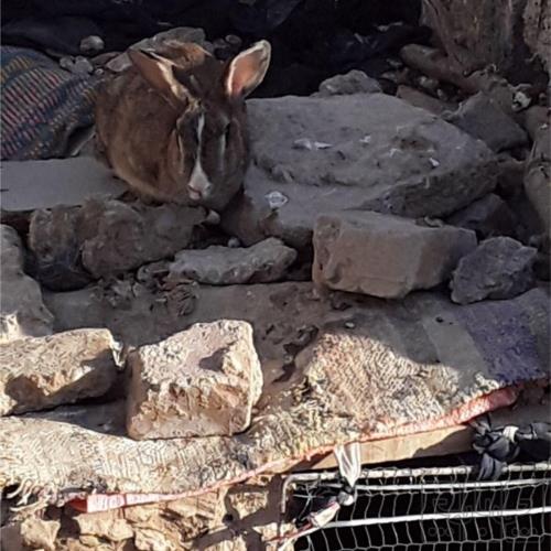 خانه و  آشپزخانه - حیوانات - پستانداران