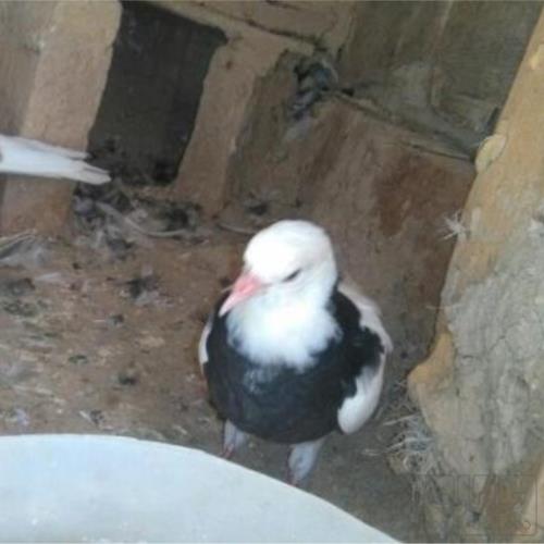 خانه و  آشپزخانه - حیوانات - پرندگان