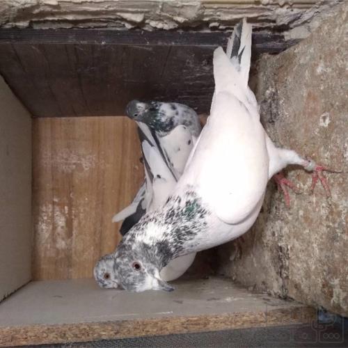 خانه و  آشپزخانه - حیوانات - پرندگان