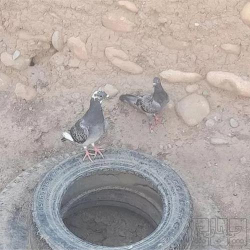 خانه و  آشپزخانه - حیوانات - پرندگان
