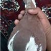 خانه و  آشپزخانه - حیوانات - پرندگان