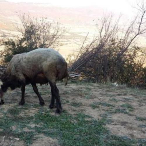 خانه و  آشپزخانه - حیوانات - پستانداران