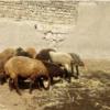 خانه و  آشپزخانه - حیوانات - پستانداران