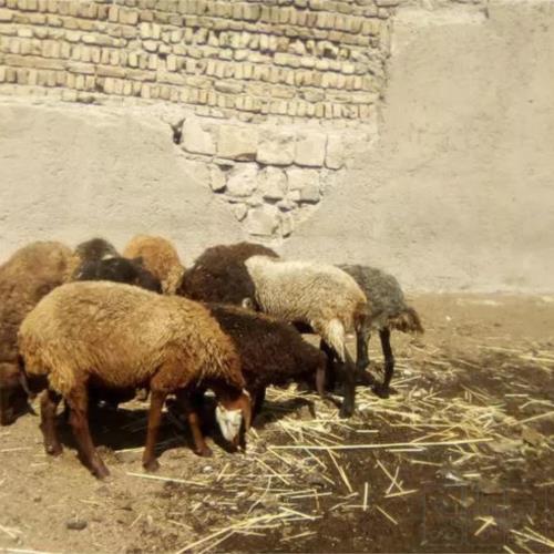 خانه و  آشپزخانه - حیوانات - پستانداران